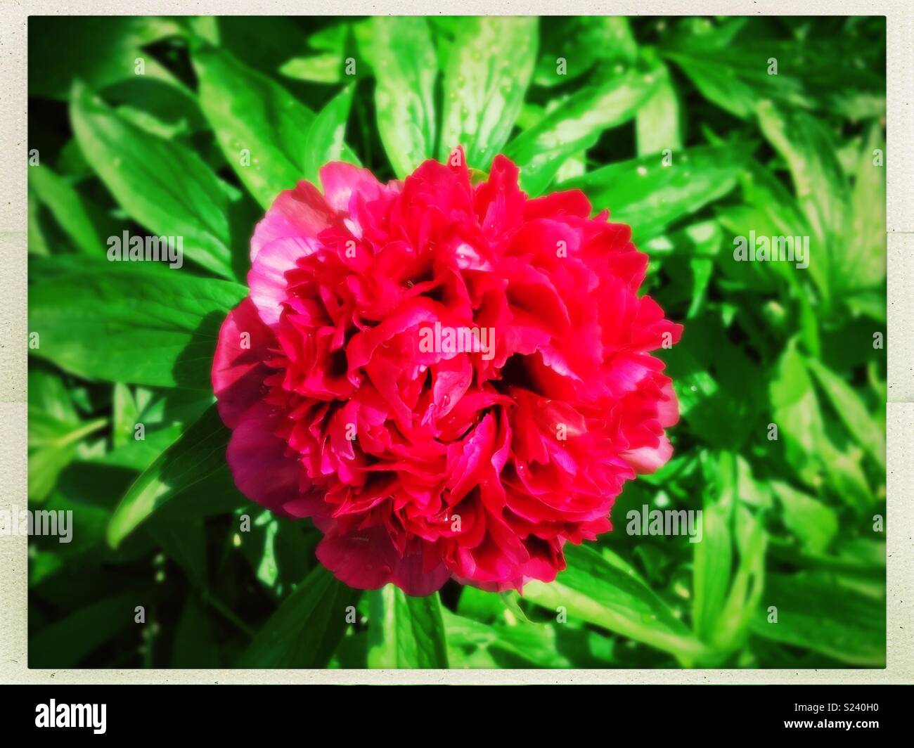 Rosa Pfingstrose in voller Blüte im Sommer. Stockfoto