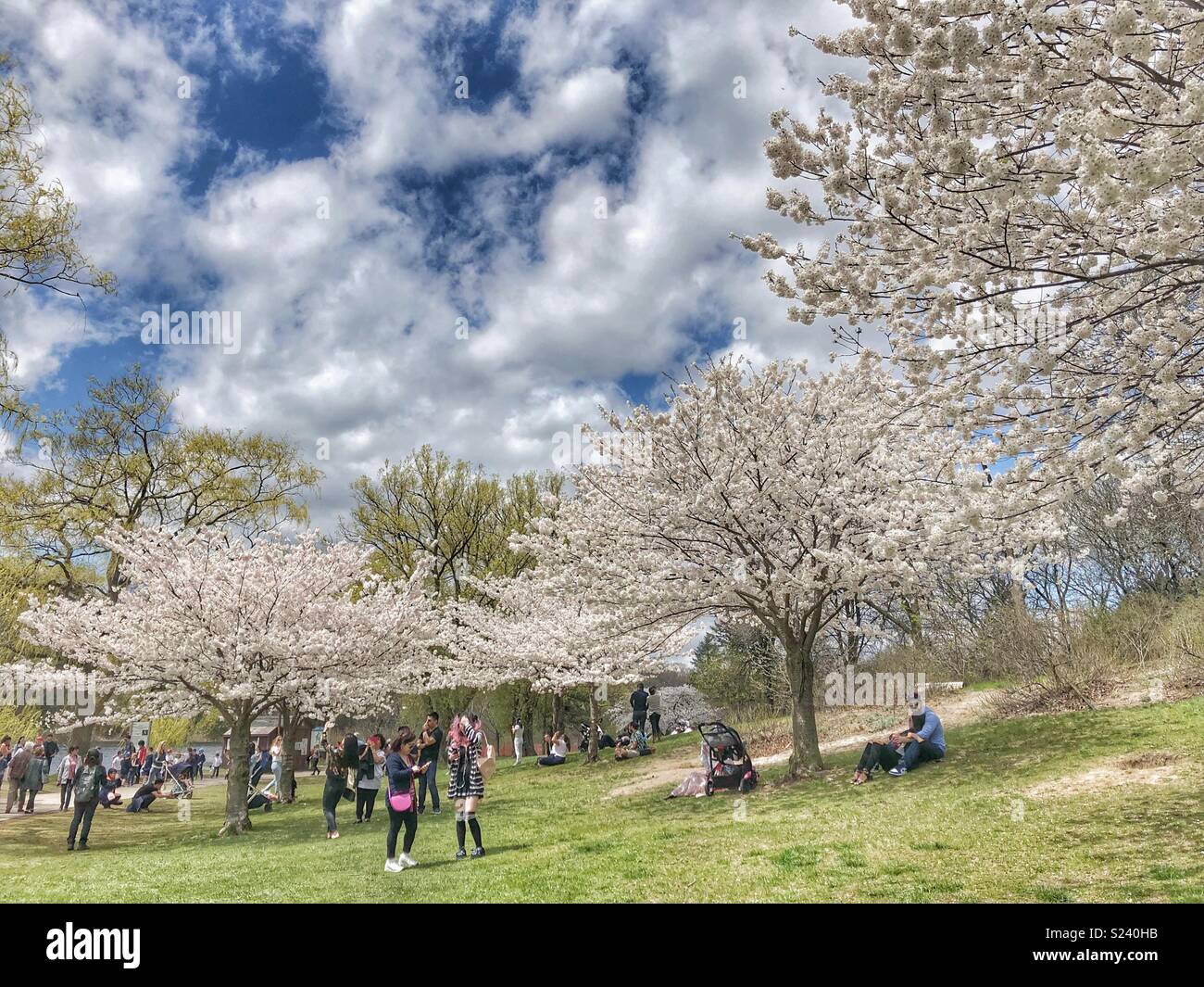 Die Menschen genießen die Kirschblüten im High Park, Toronto. - Smartphone-aufgenommenes Stockfoto