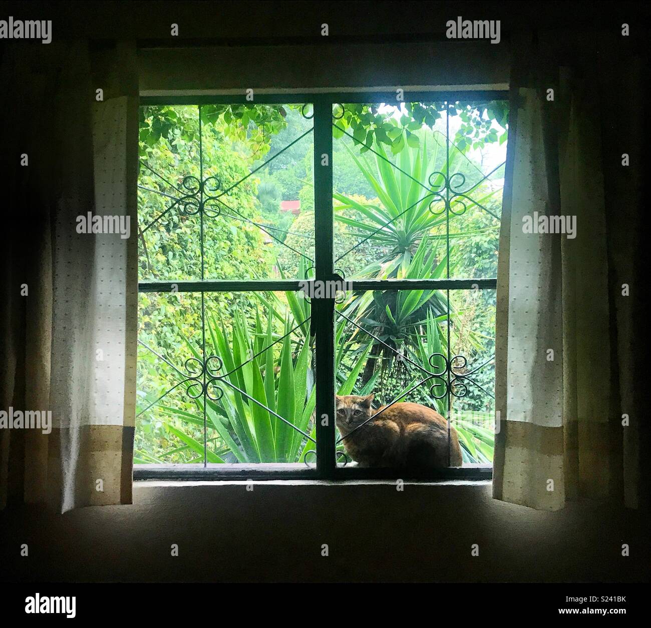 Eine Katze steht in einem Fenster in Coyoacan, Mexiko City, Mexiko - Smartphone-aufgenommenes Stockfoto