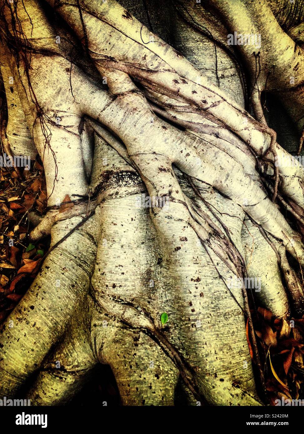 Detail von einem Hügel Weinen Feigenbaum (Ficus microcarpa var. hillii), Sydney, NSW, Australien Stockfoto