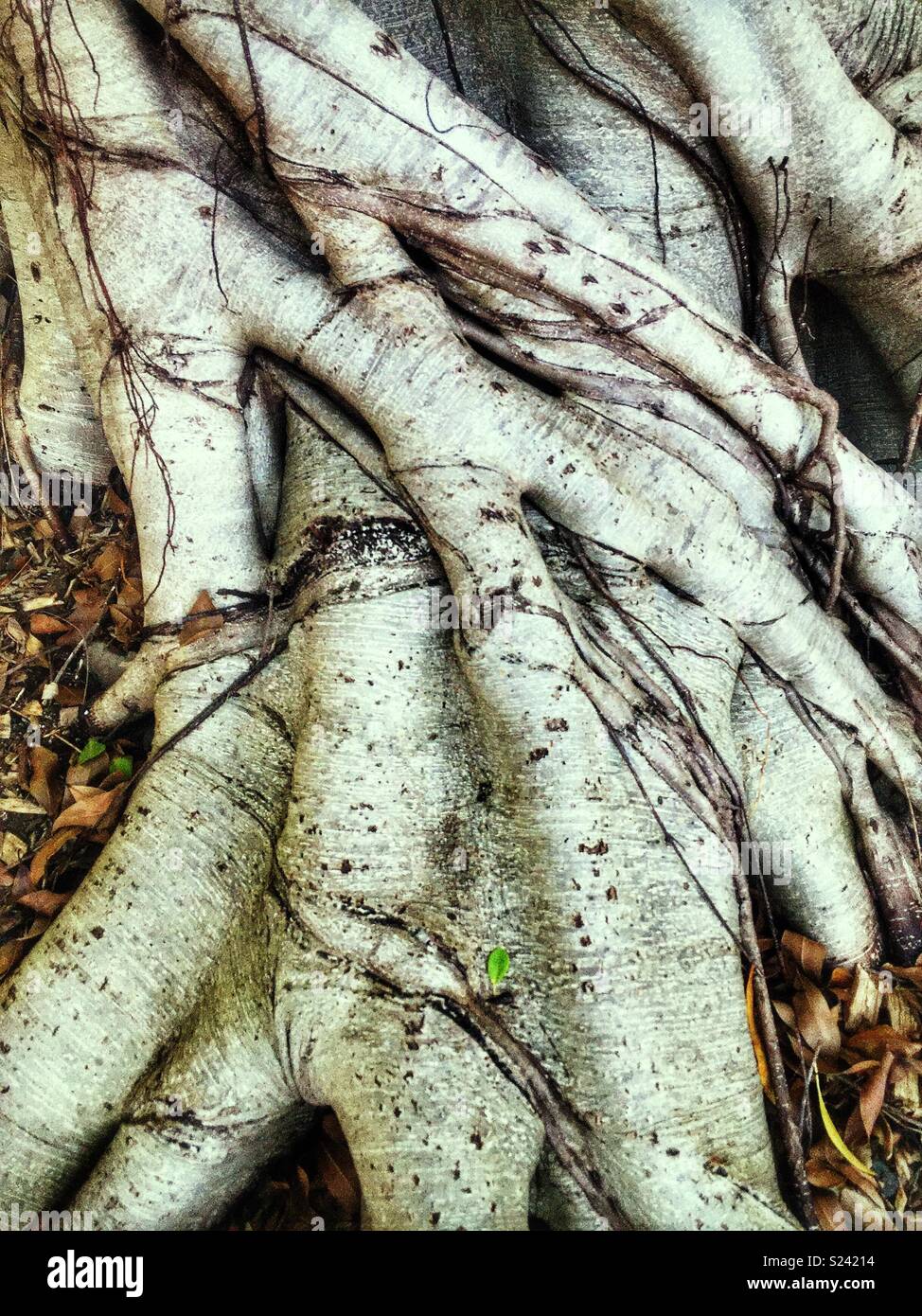 Detail von einem Hügel Weinen Feigenbaum (Ficus microcarpa var. hillii), Sydney, NSW, Australien Stockfoto