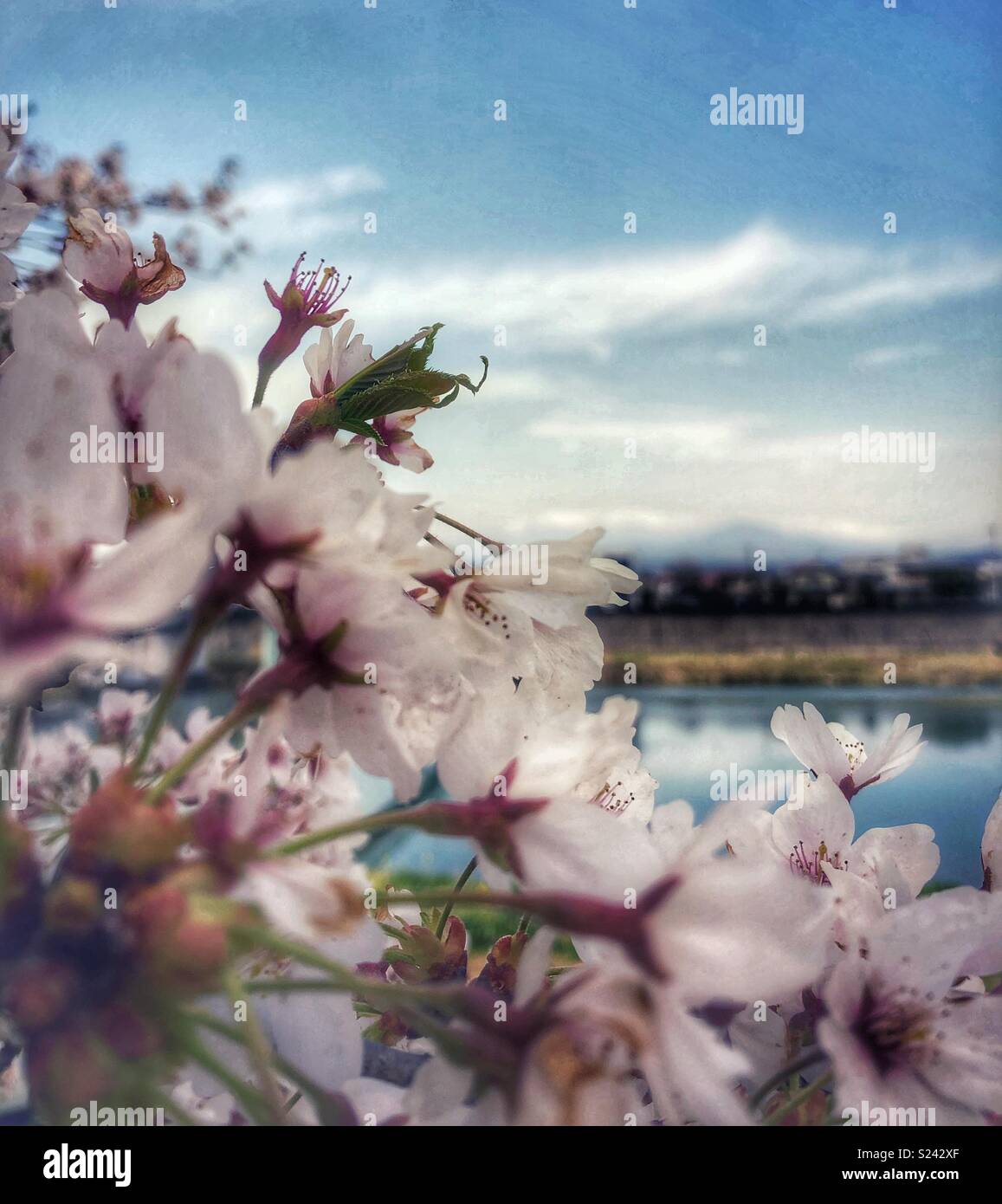 In der Nähe von Rosa und weissen Kirschblüten in Japan. - Smartphone-aufgenommenes Stockfoto
