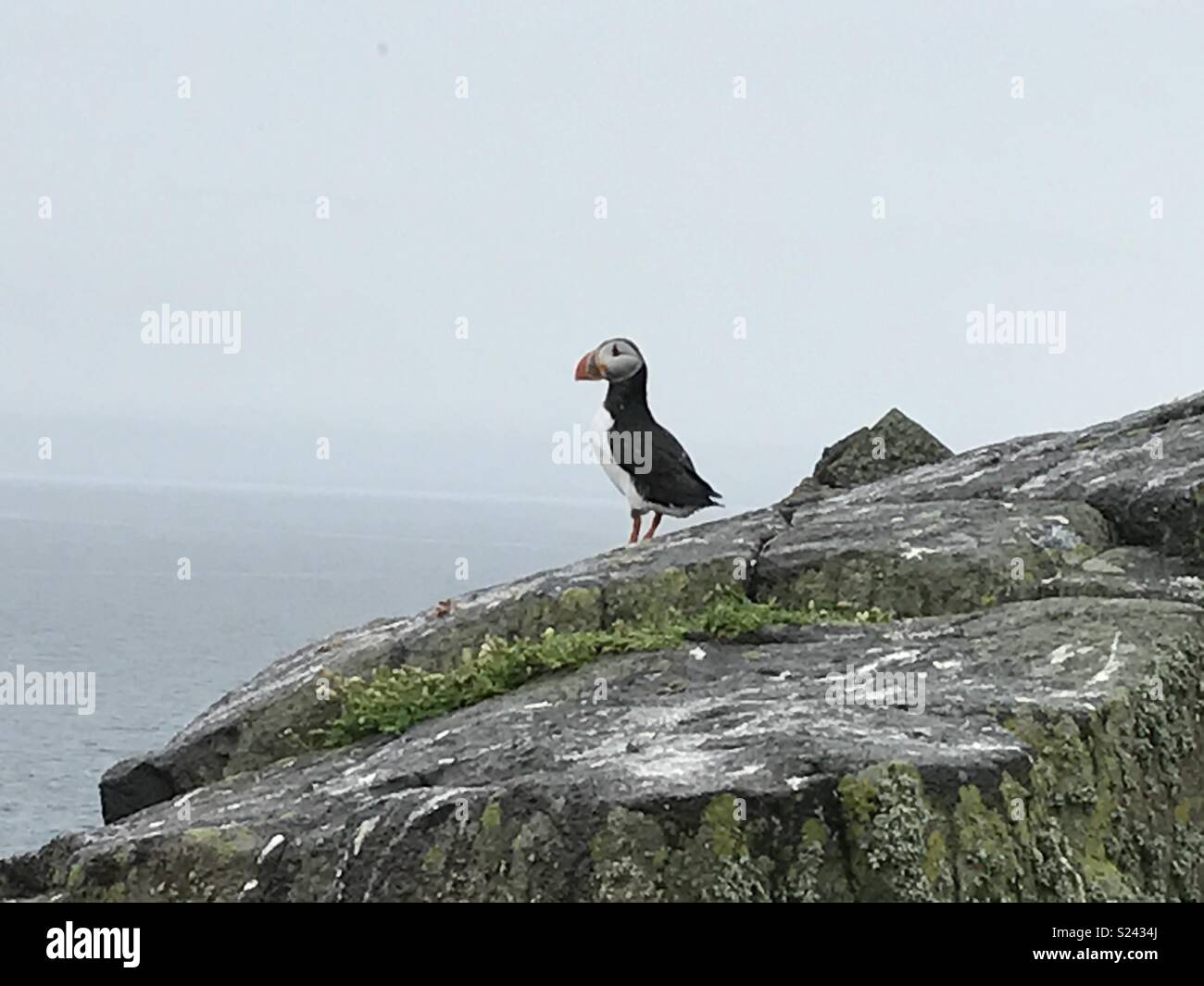 Papageitaucher, Insel kann Stockfoto