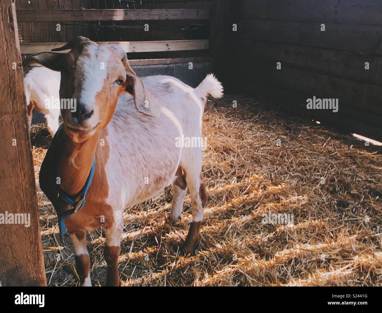 Eine Ziege stehend in einem Bauernhof Schuppen. Stockfoto