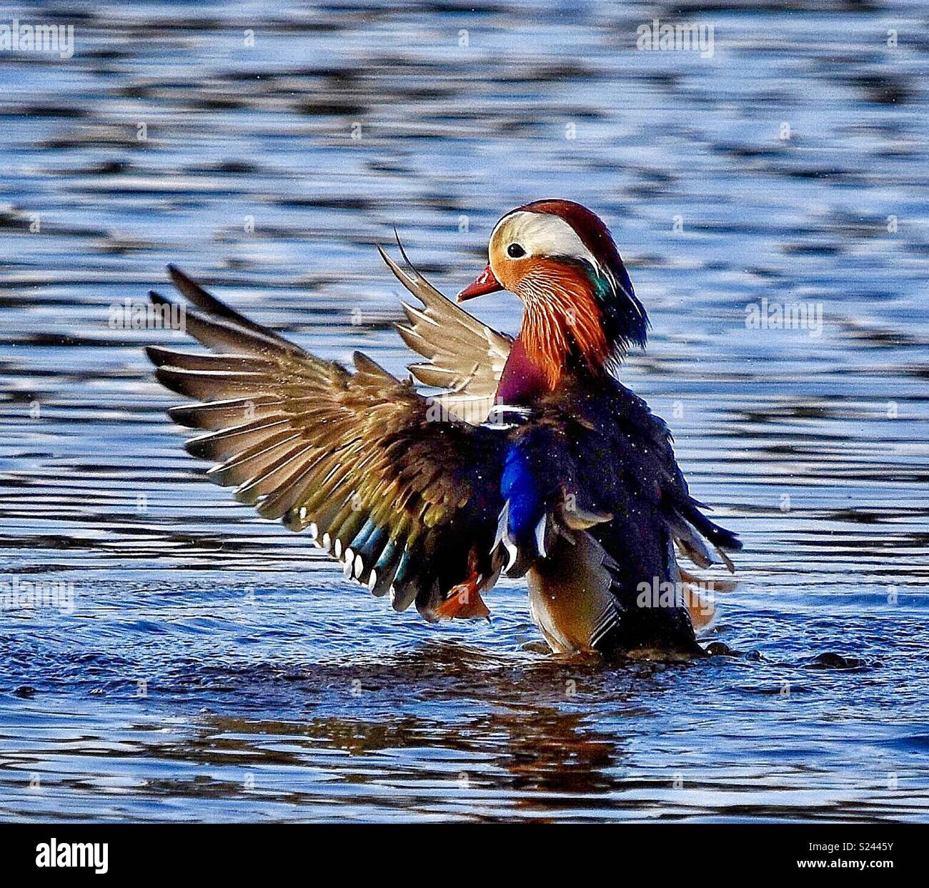 Mandarin Ente Stockfoto