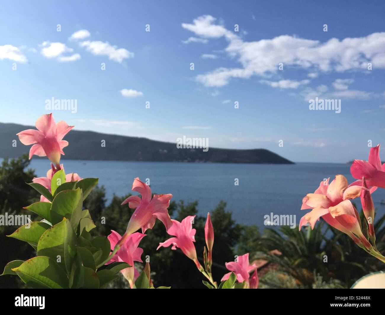 Blumen und Aussicht, Montenegro Stockfoto