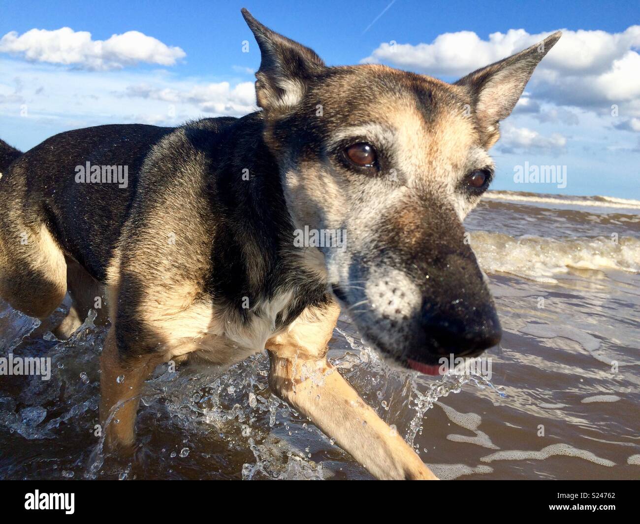 Paddeln im Meer Hund Stockfoto