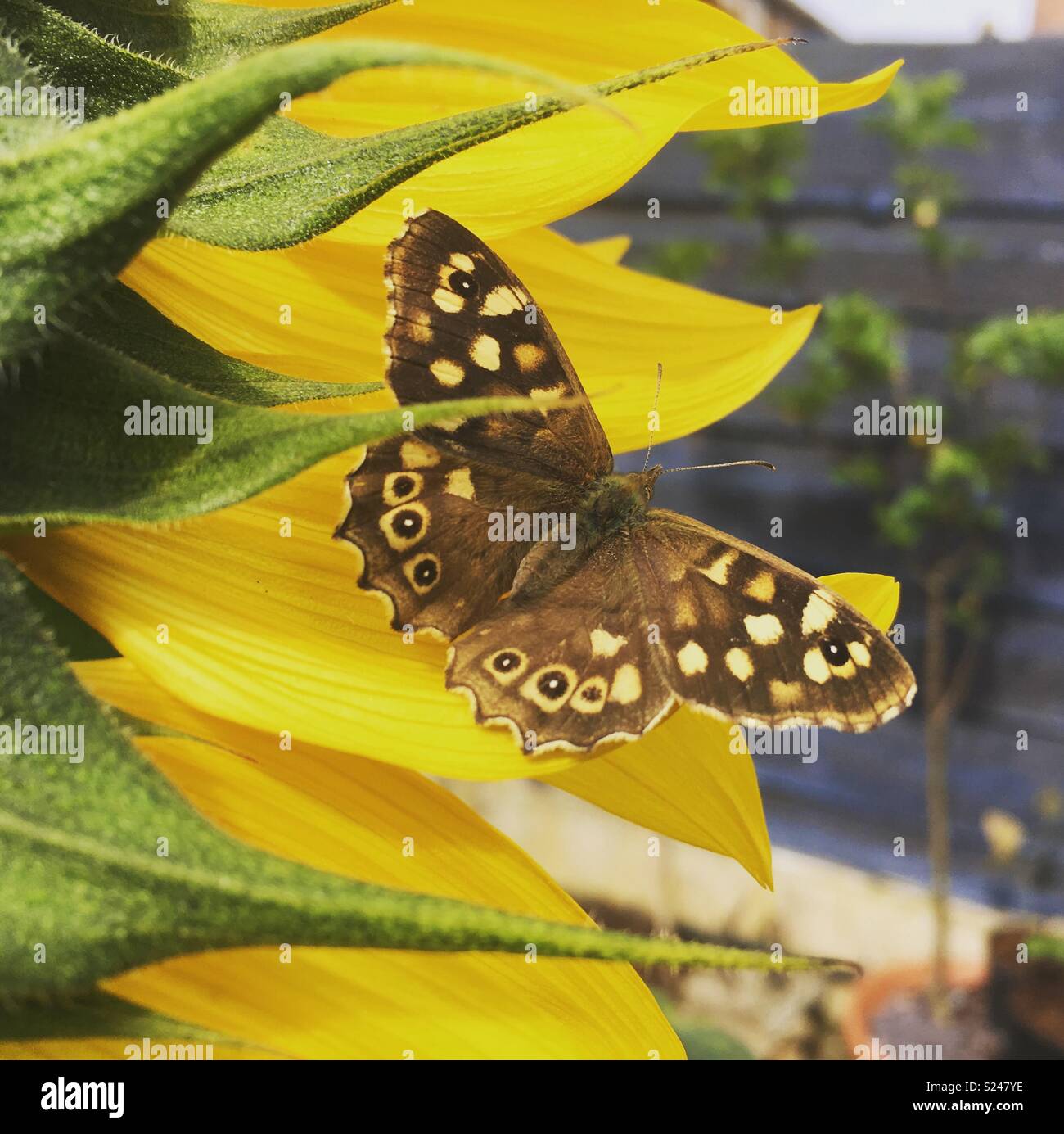 Schmetterling auf einer Sonnenblume Stockfoto