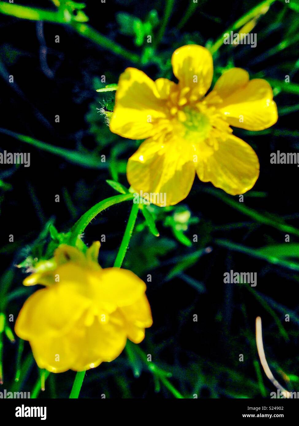 Gelbe Wildblumen Stockfoto