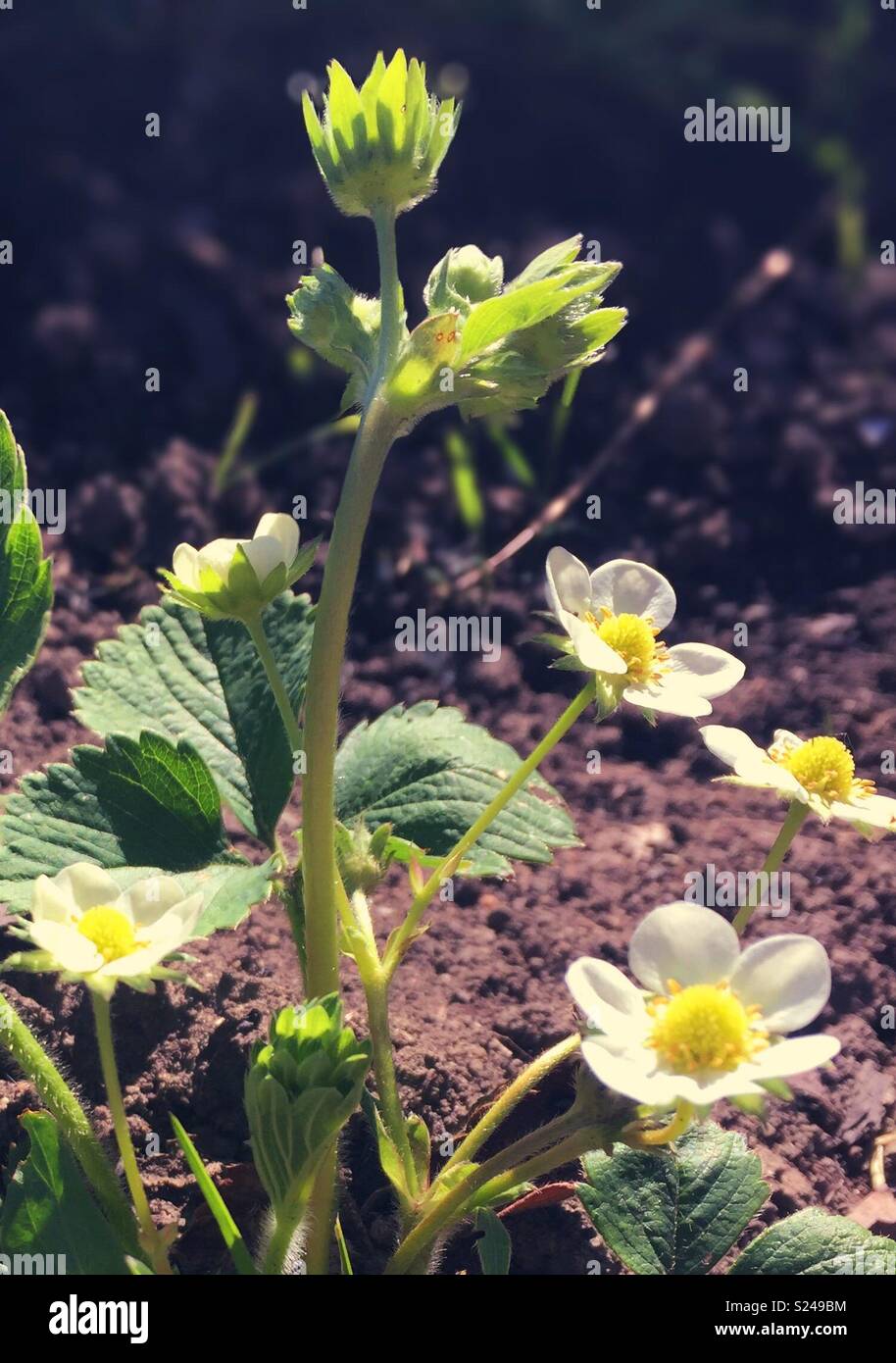 Erdbeere Blumen Stockfoto