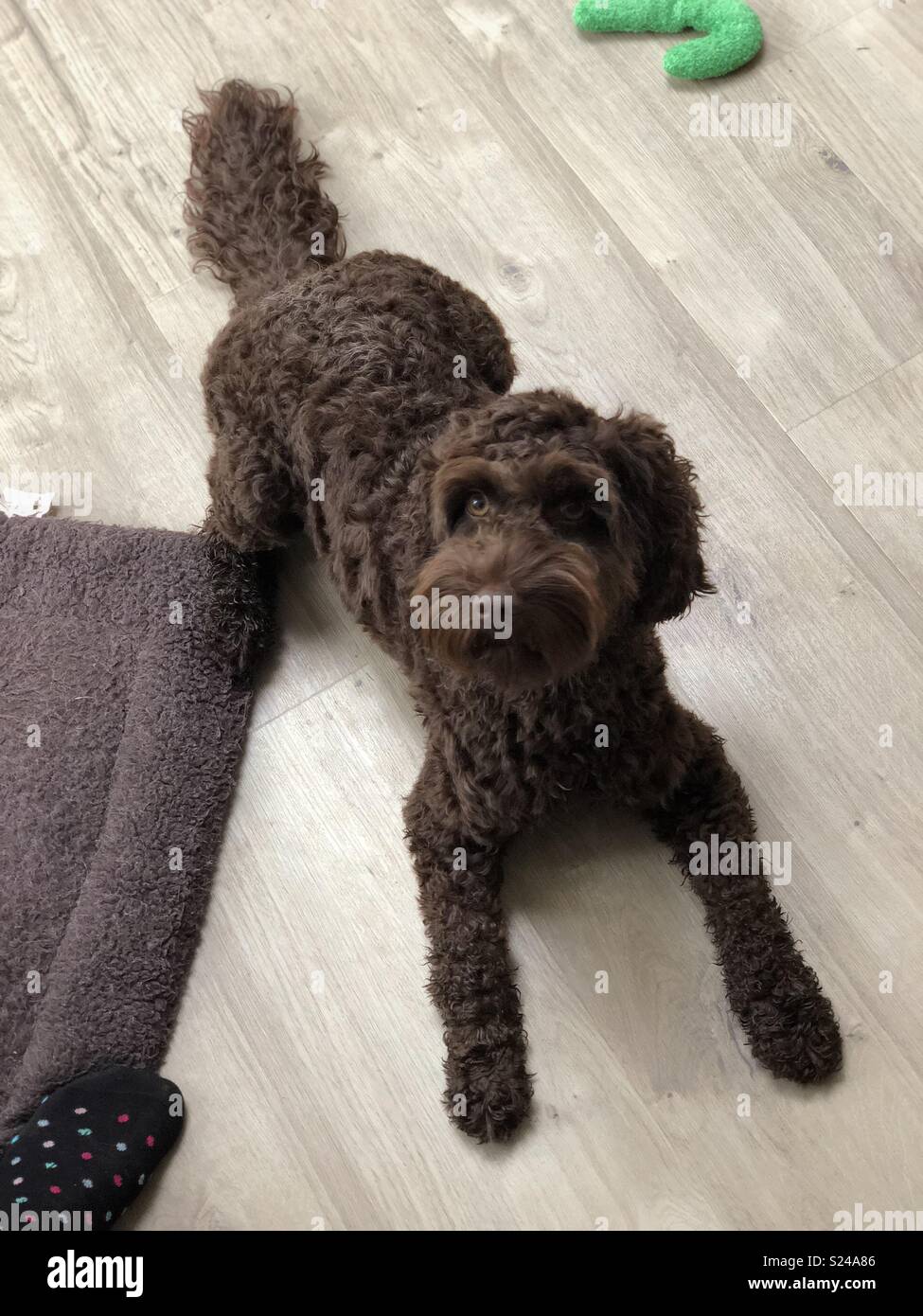 Coco der Hund Stockfotografie - Alamy