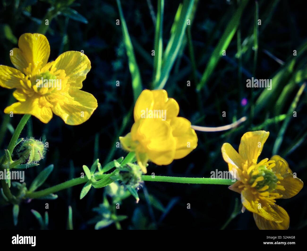 Caltha palustris in das Feld auf der Farm Stockfoto