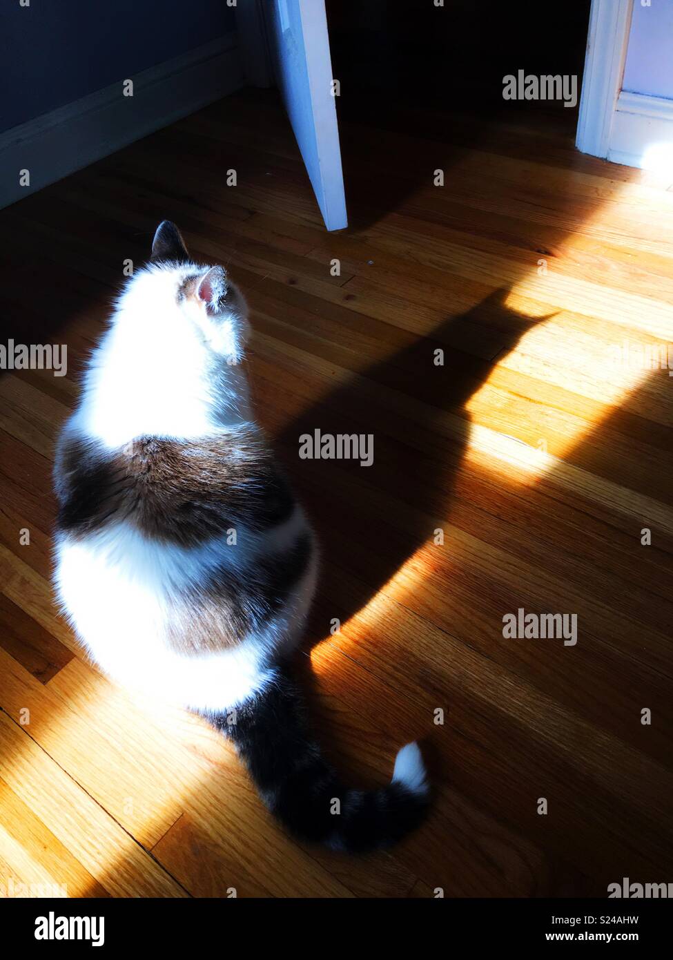 Eine Katze in seinem Schatten suchen. Stockfoto
