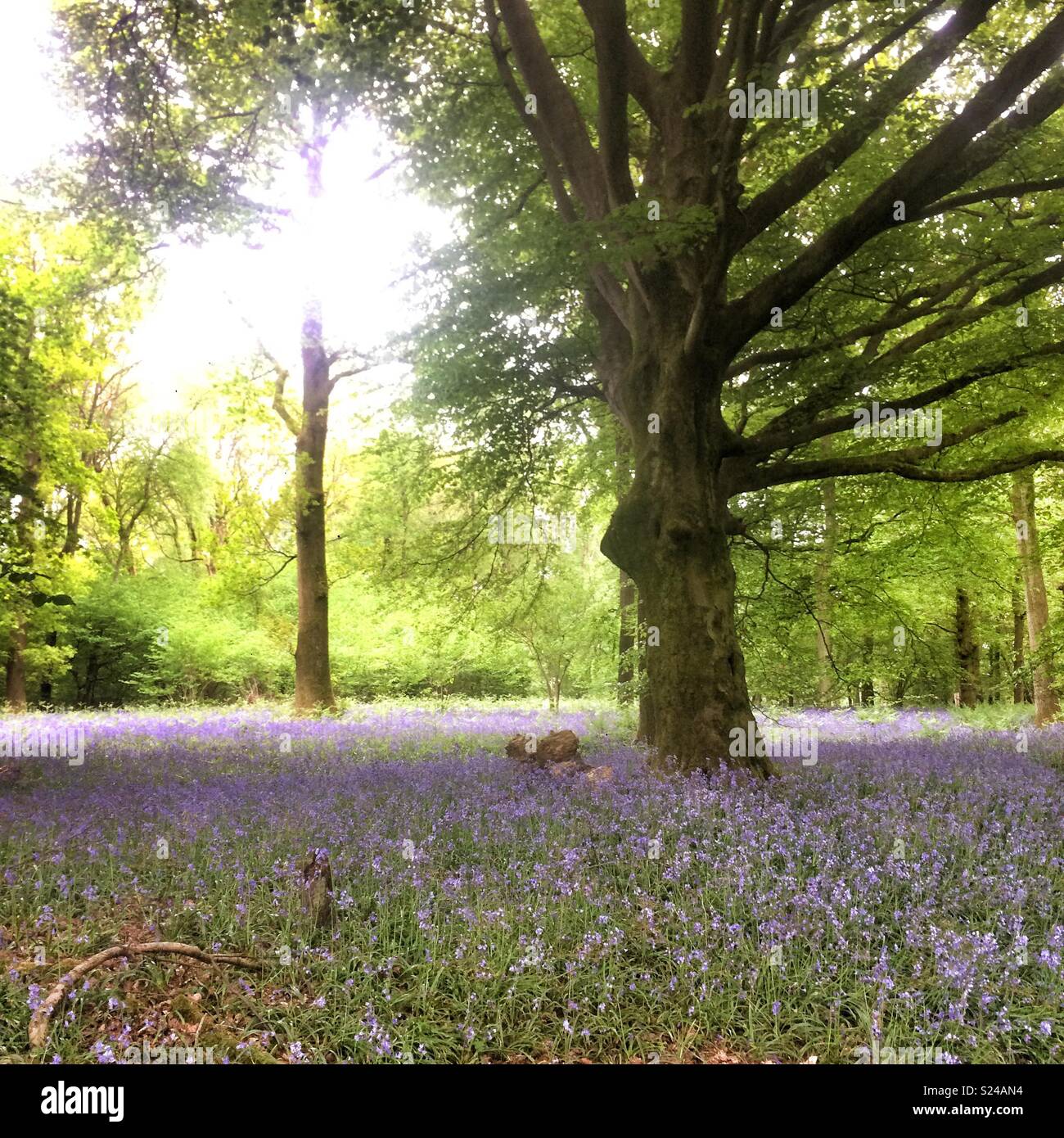 Bluebell Waldland, Medstead, Alton, Hampshire, England, Vereinigtes Königreich. Stockfoto