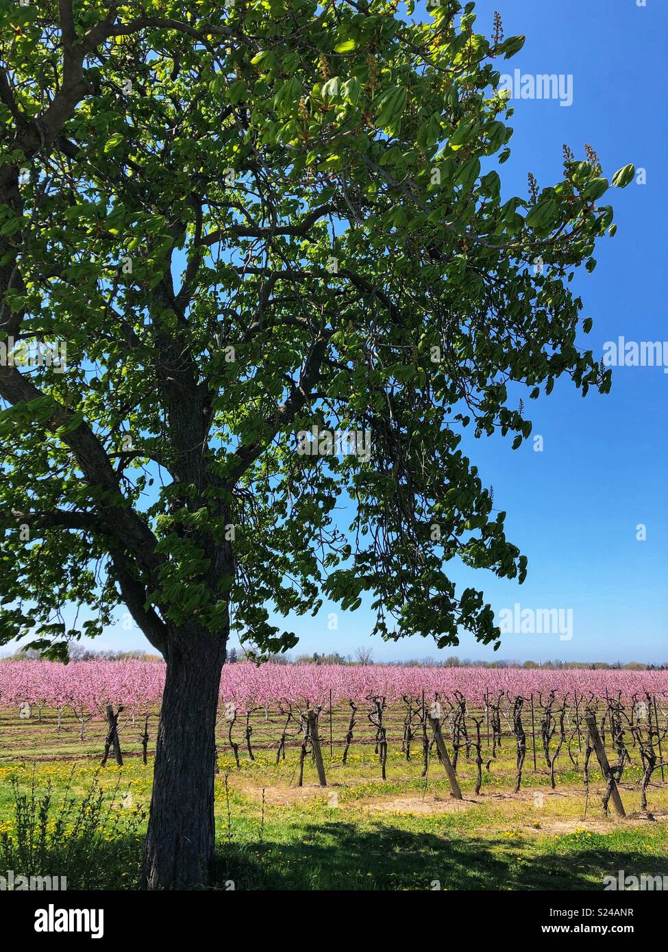 Schönen Niagara Region, Ontario, Kanada. - Smartphone-aufgenommenes Stockfoto
