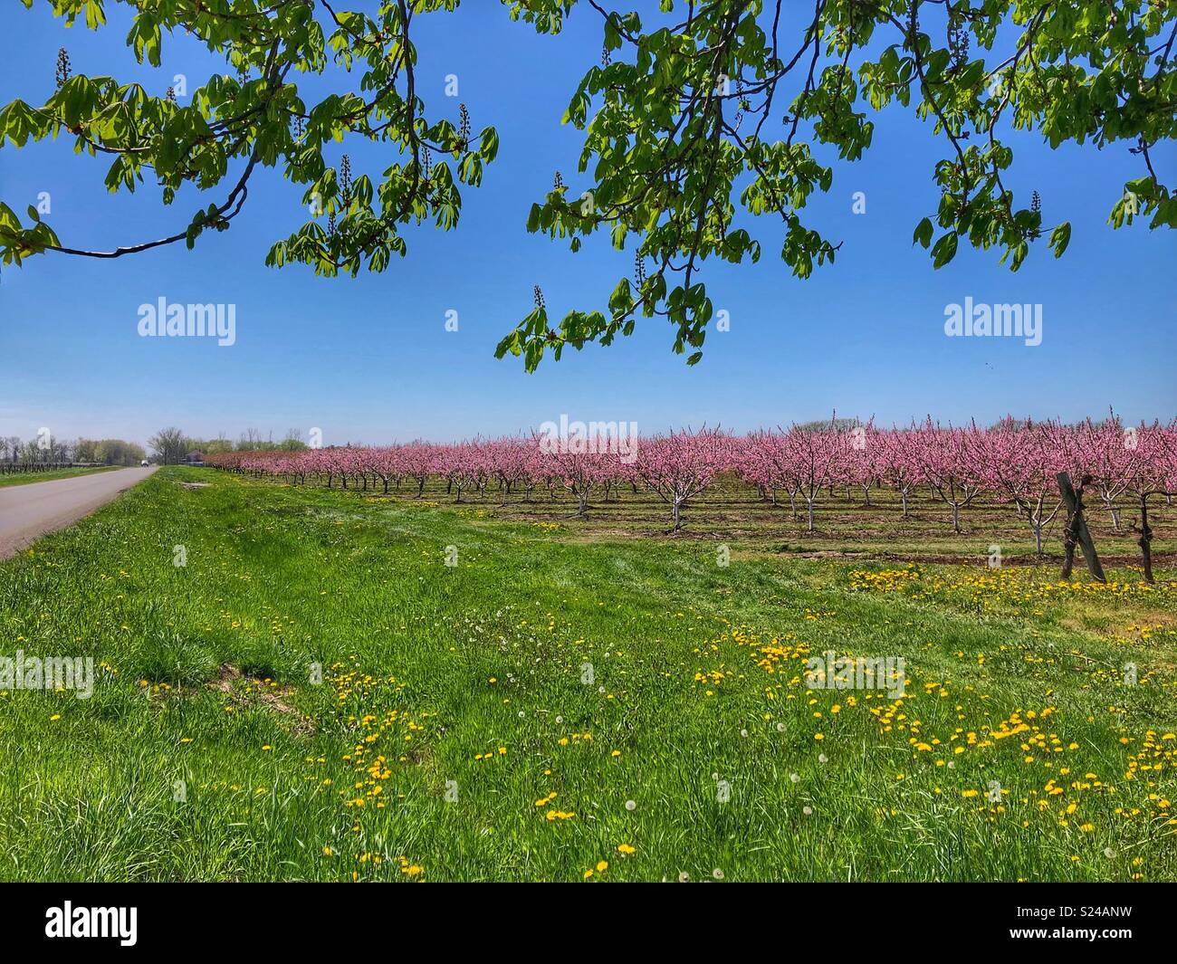 Ruhige Lage in Ontario's Wine Country, die Niagara Region. - Smartphone-aufgenommenes Stockfoto