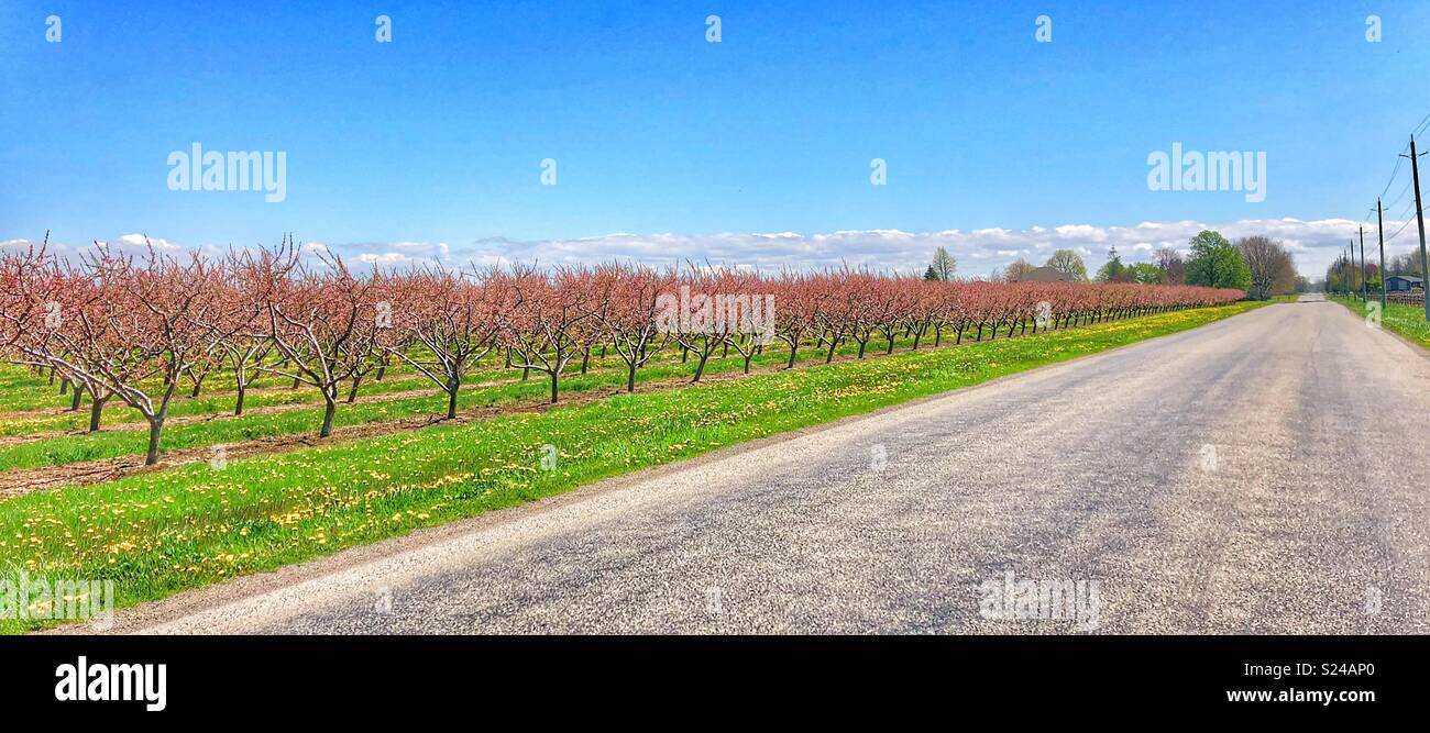 Reihen von Pfirsichbäumen auf einer menschenleeren Landstraße in der Niagara Region von Ontario, Kanada. - Smartphone-aufgenommenes Stockfoto