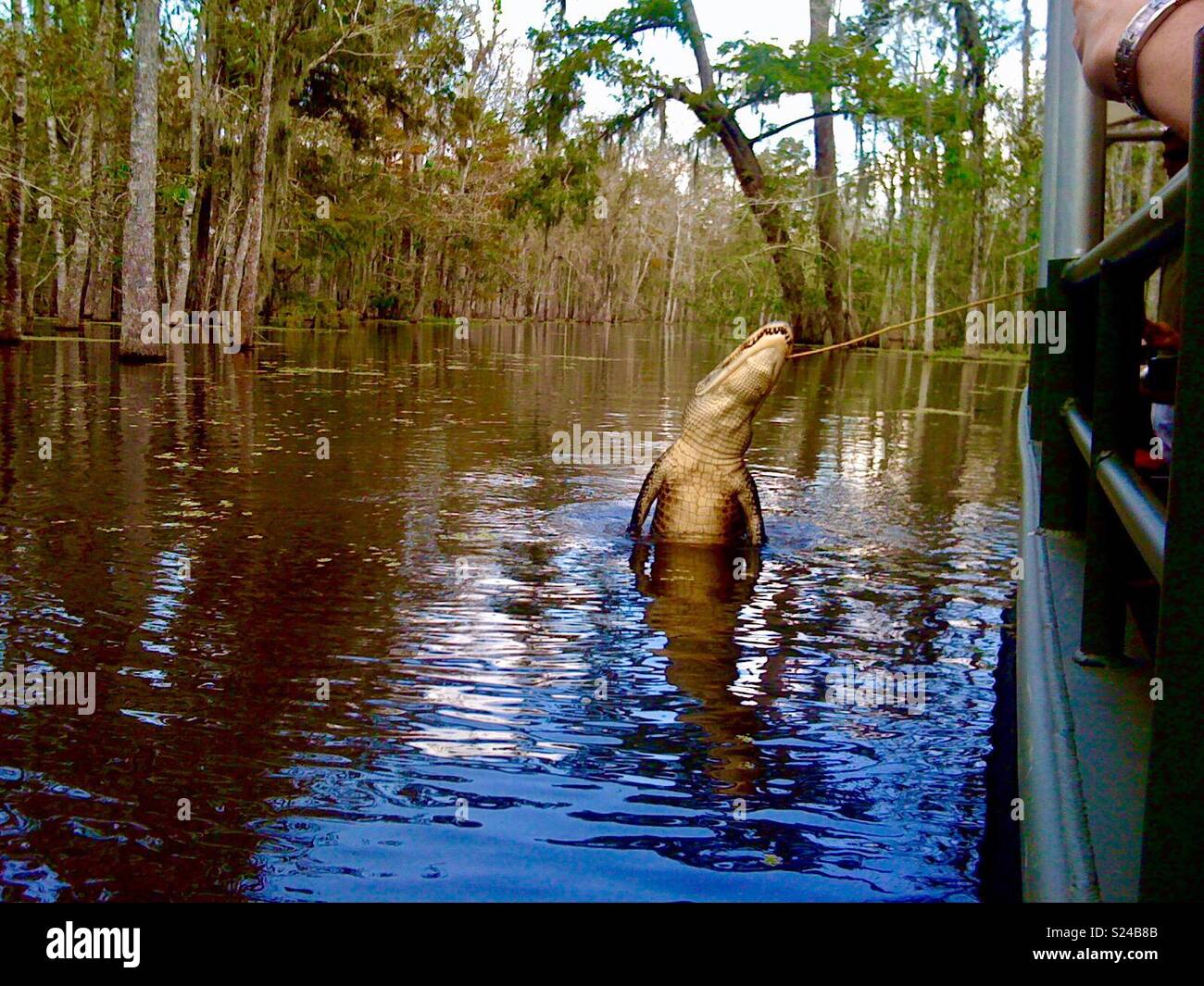 Swamp tour, Fütterung, ein Krokodil in der Nähe von New Orleans, Louisiana, USA. Stockfoto