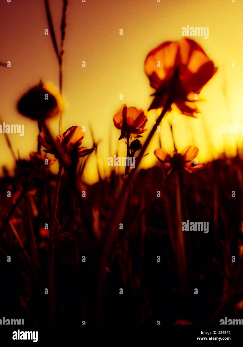 Hochformat golden Caltha palustris im Sonnenlicht - Smartphone-aufgenommenes Stockfoto