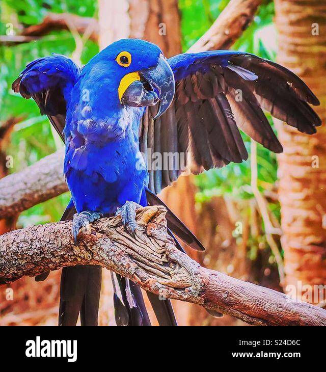 Blauen Hyazinthara Papagei Vogel Flügel öffnen Stockfotografie - Alamy