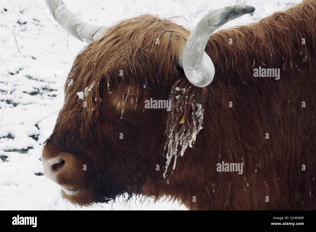 Aberdeen Angus Kuh im Schnee Stockfoto