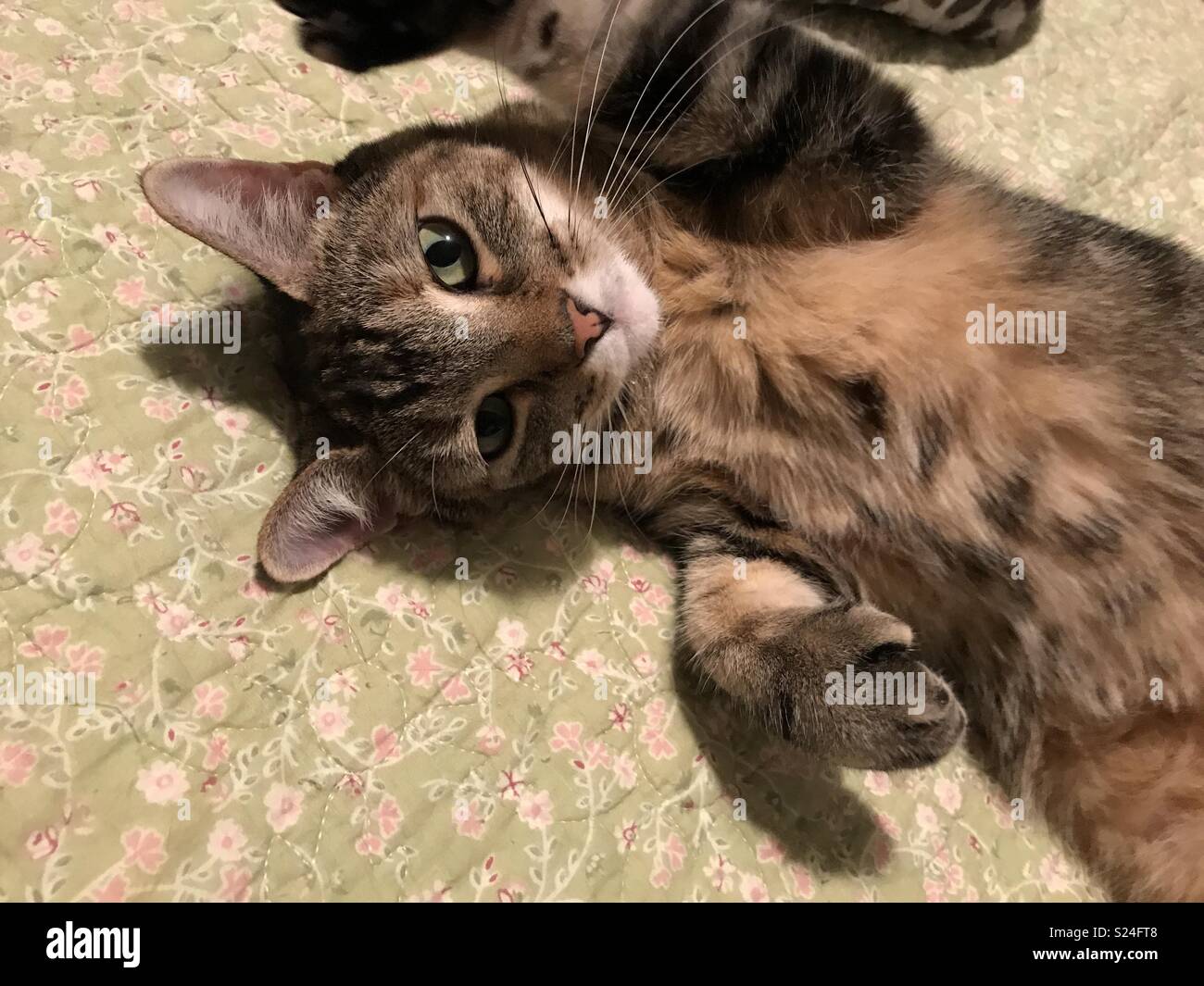 Cat Swanket
