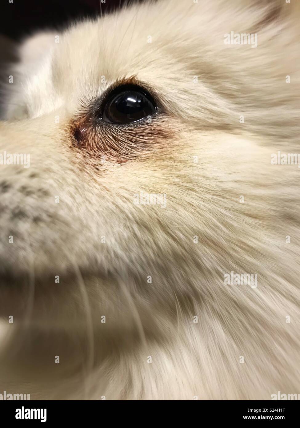 Pomeranian Welpen mit braunen Augen Stockfoto