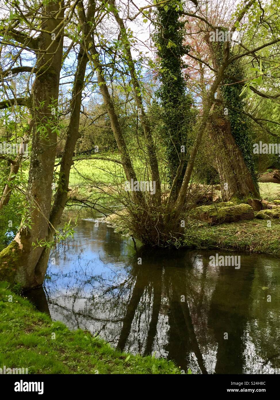 Klar Strom fließt zwischen überhängenden Bäume. Feder in der englischen Landschaft Stockfoto