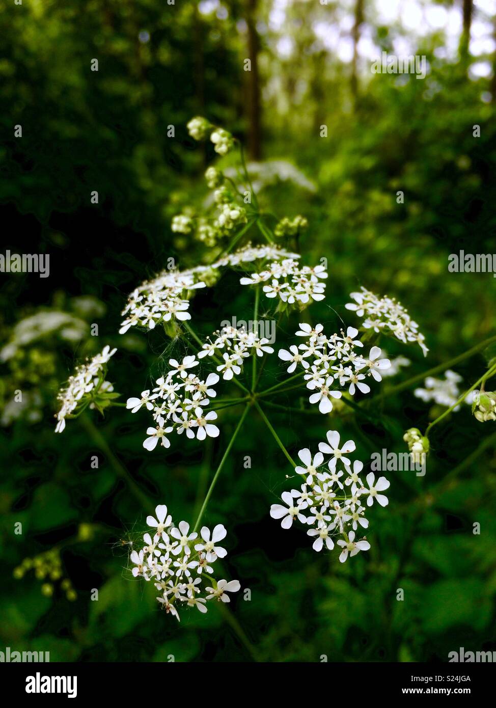 Schöne weiße Blume (poison Hemlock - Conium maculatum) im Wald. Stadt Moers Park, Whiston, Knowsley, Vereinigtes Königreich. - Smartphone-aufgenommenes Stockfoto