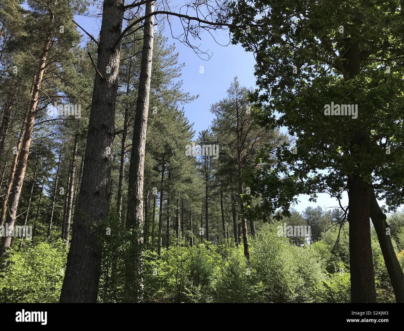 Wald Bäume im Sonnenschein Stockfoto