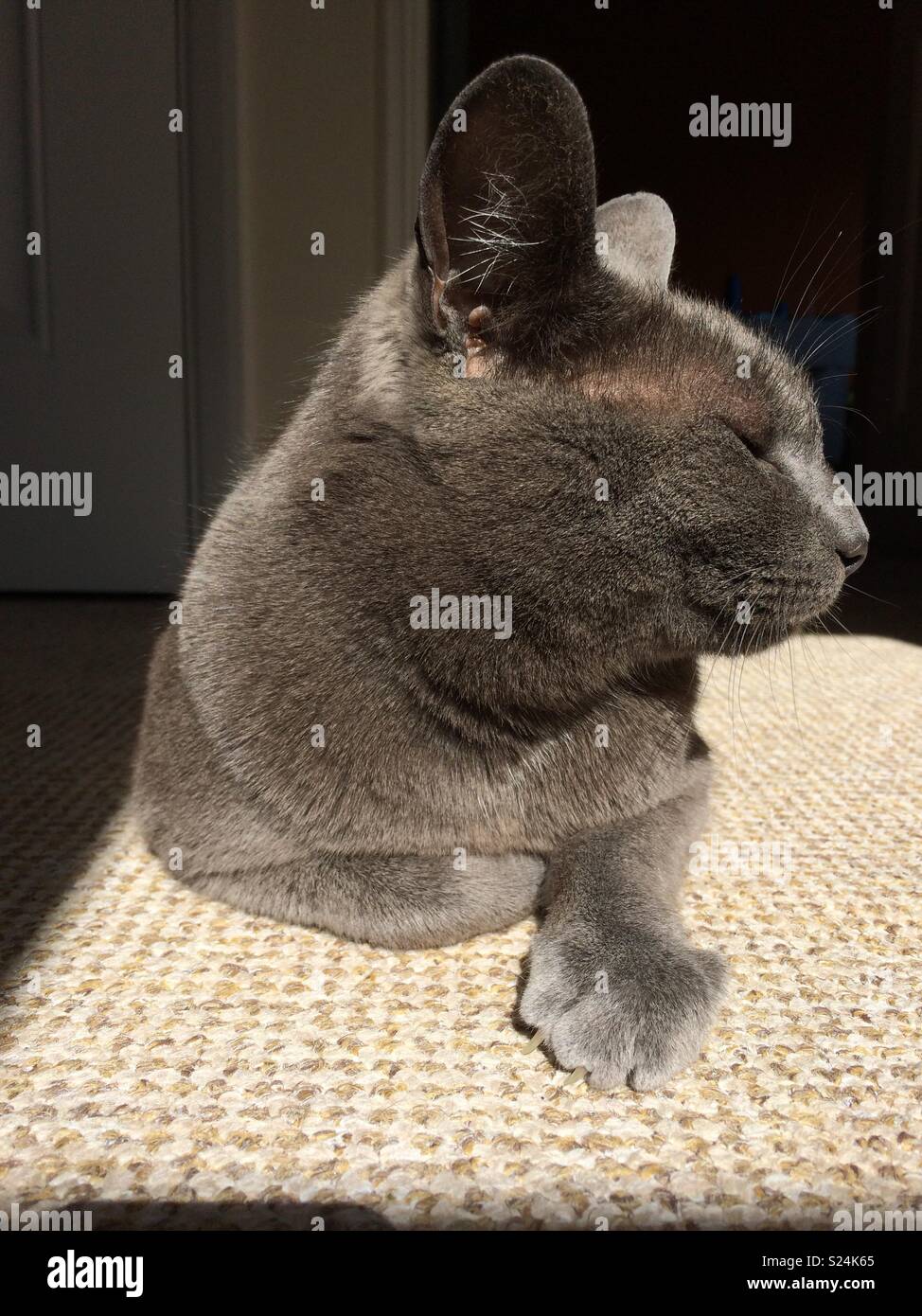 Zufriedene graue Katze Lounging Stockfoto
