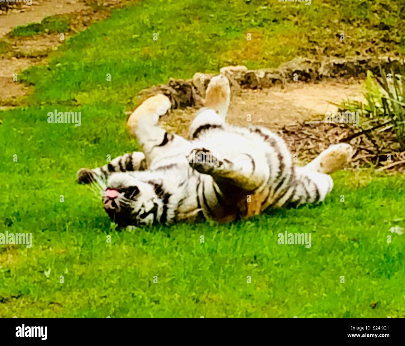 Tiger Rollen um in Howletts Animal Park, Kent Stockfoto