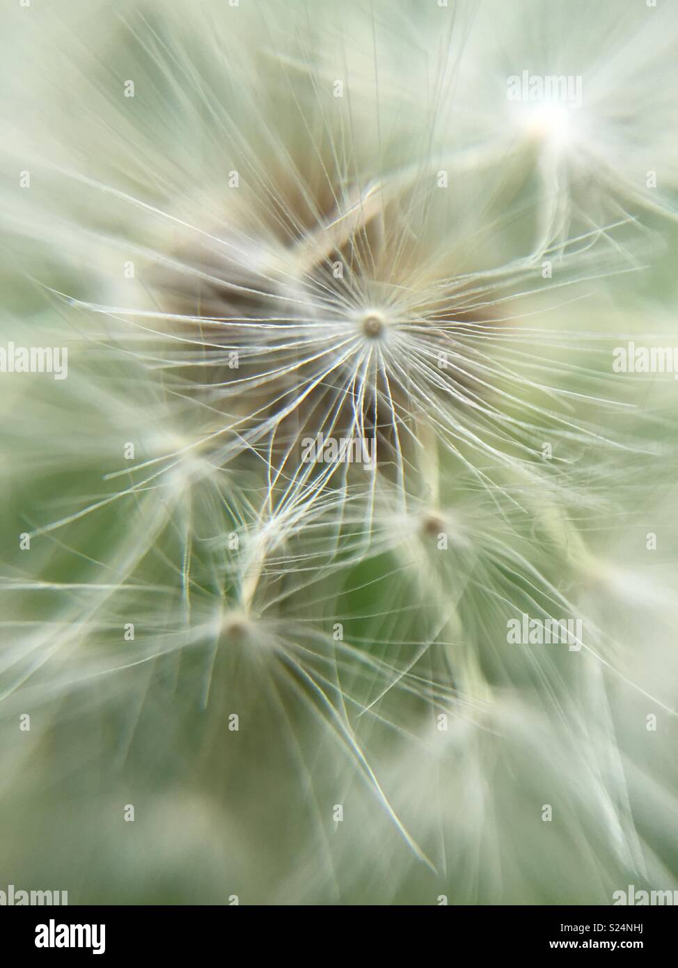 Dandelion Clock äußeren Durch makro-Objektiv (Klammer auf) Stockfoto