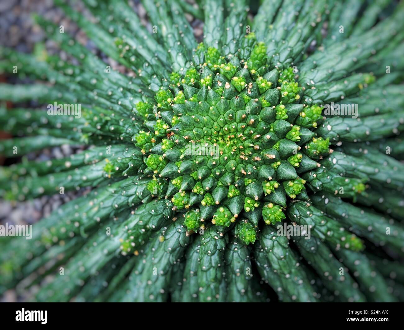 Strahlend gesunden grünen saftigen Stockfoto