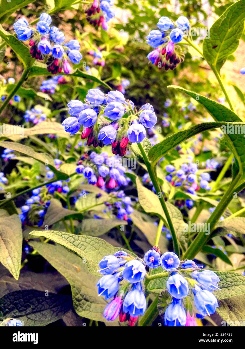 Wildblumen - Smartphone-aufgenommenes Stockfoto