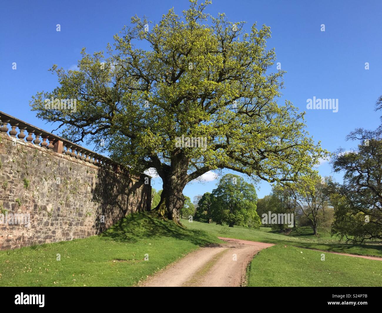 Großer Baum Stockfoto