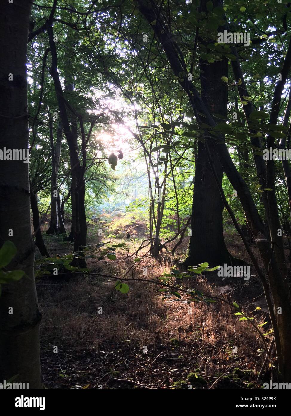 Woodland Glade - Smartphone-aufgenommenes Stockfoto