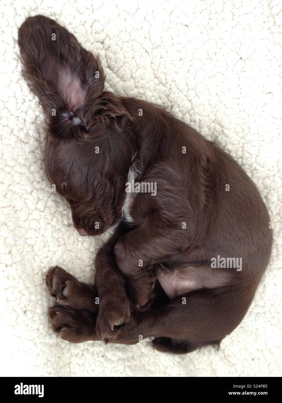 Kleine Welpen im Bett Stockfoto