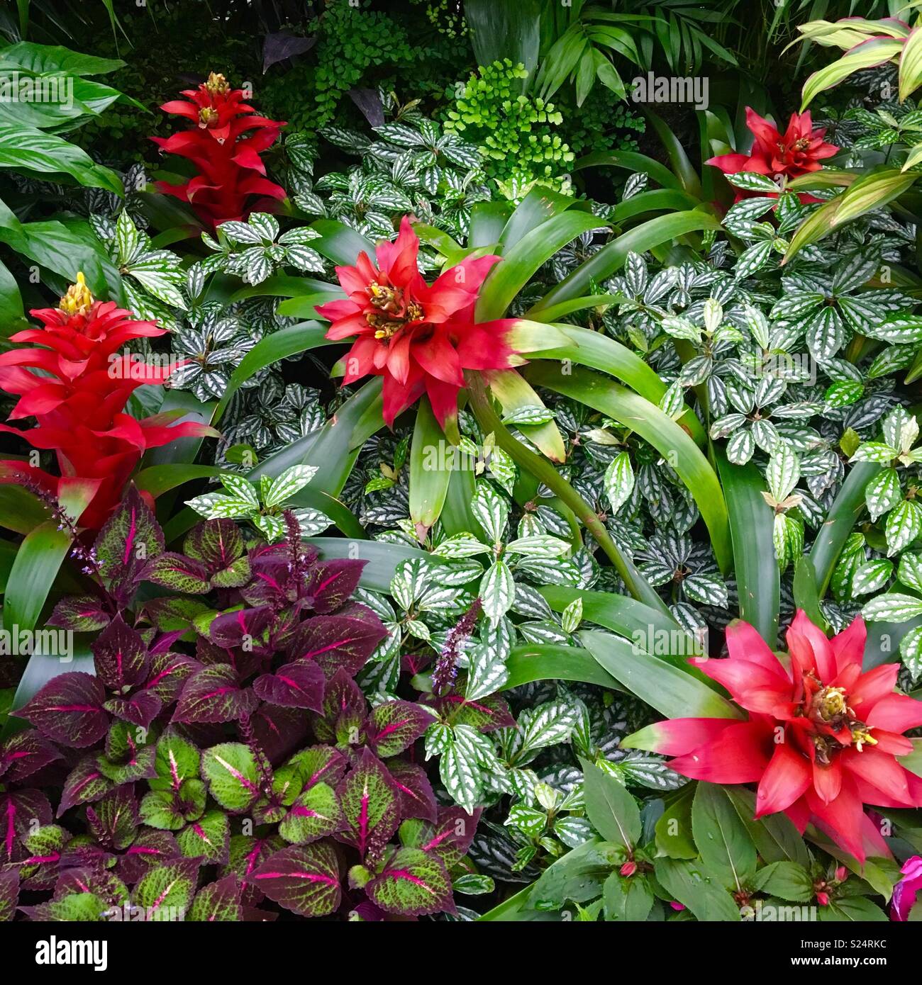 Tropischer Garten mit Bromelien Stockfoto
