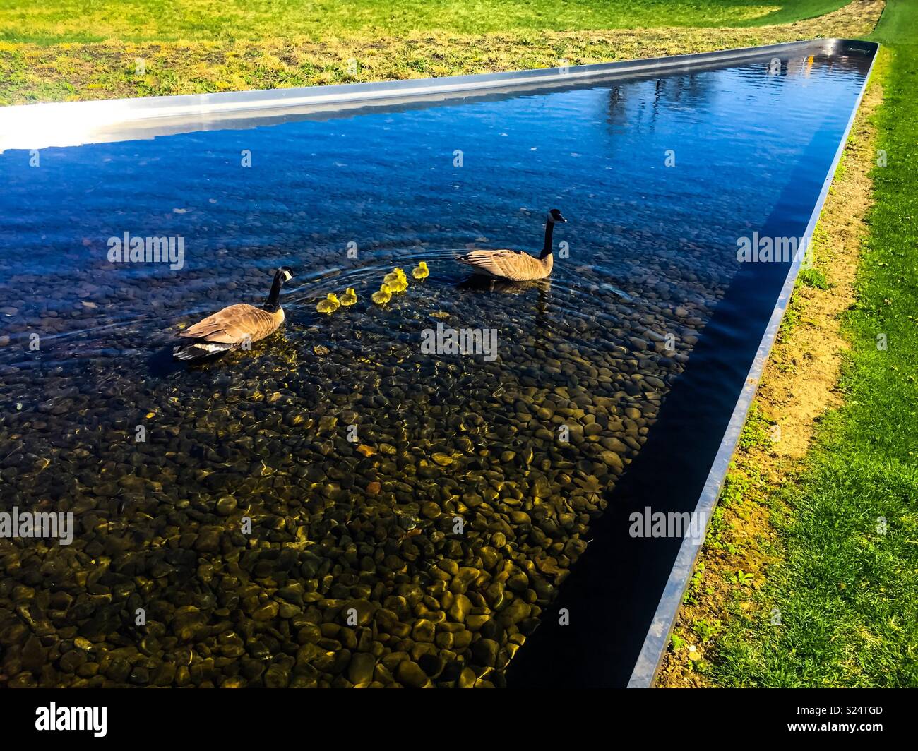 Familienausflug. Kanadische Gänse mit Gänseblümchen. . Zwei Erwachsene. Junge Leute. Auf dem Wasser. Der Tag des blauen Himmels. - Smartphone-aufgenommenes Stockfoto