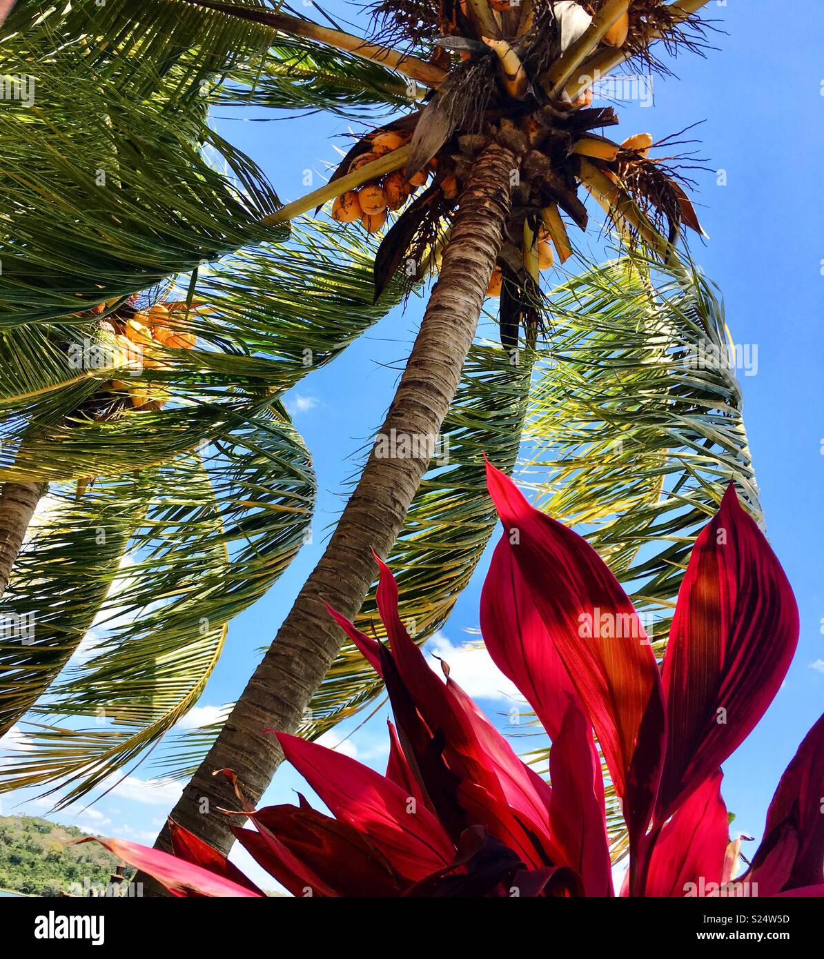 Verträumter Nachmittag im Paradies auf der Insel Flores im Peten, Guatemala Stockfoto
