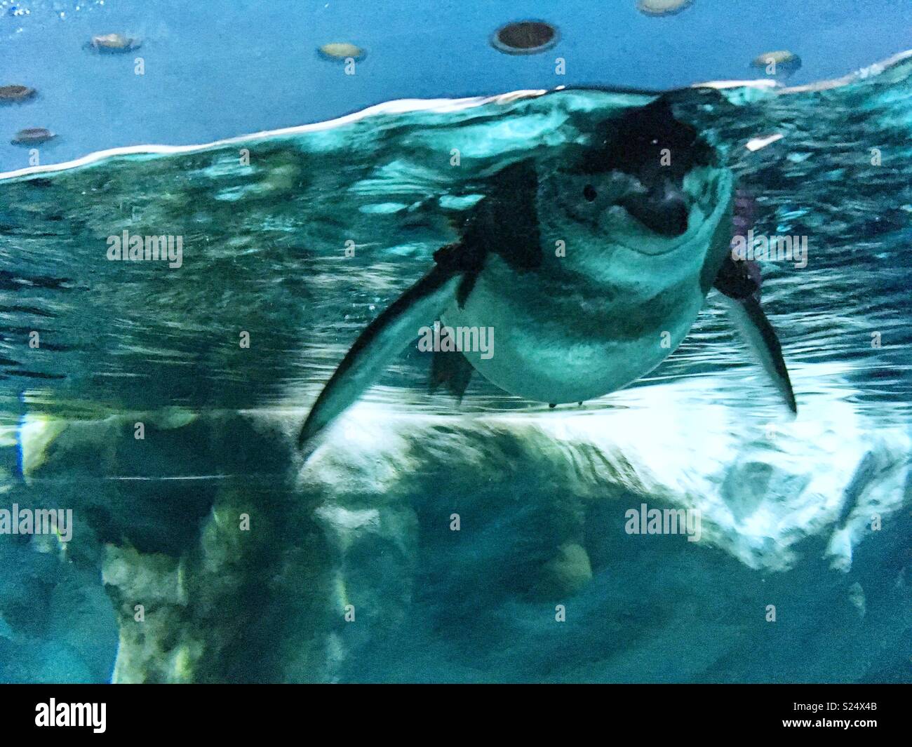 Pinguin Schwimmen unter Wasser Stockfoto