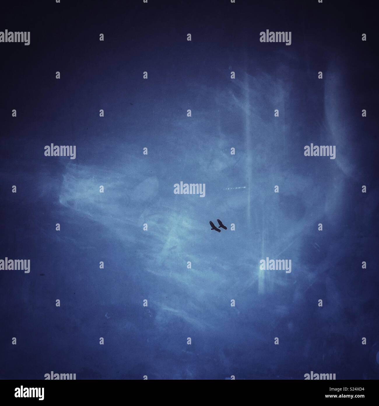 Zwei Truthahngeier fliegen zusammen mit einem blauen Himmel Hintergrund Stockfoto