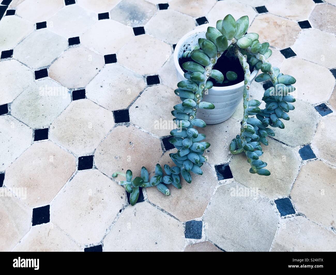 Sukkulente Pflanze auf einem marokkanischen Garten Tisch Stockfoto