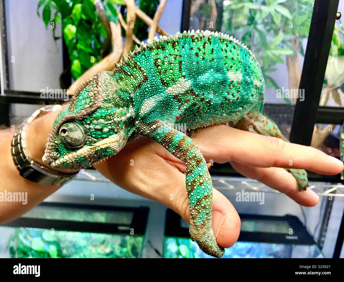 Ambilobe Panther chameleon an Hand des Menschen Stockfoto