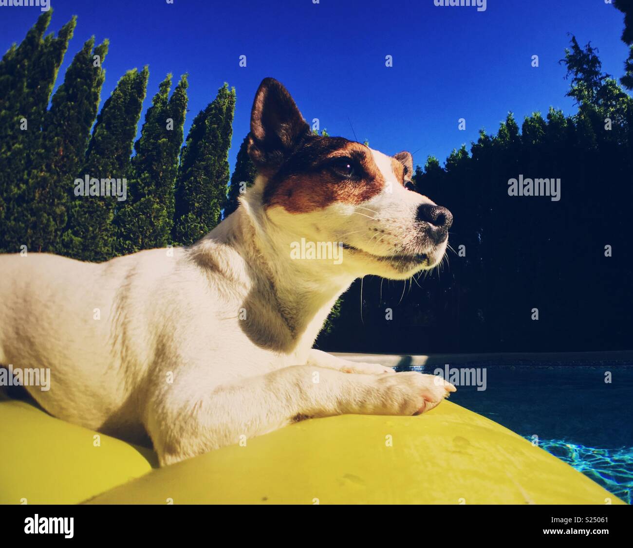 Jack Russell Terrier Hund auf einer gelben aufblasbare Pool schwimmen auf einem sonnigen, heissen Tag. Stockfoto