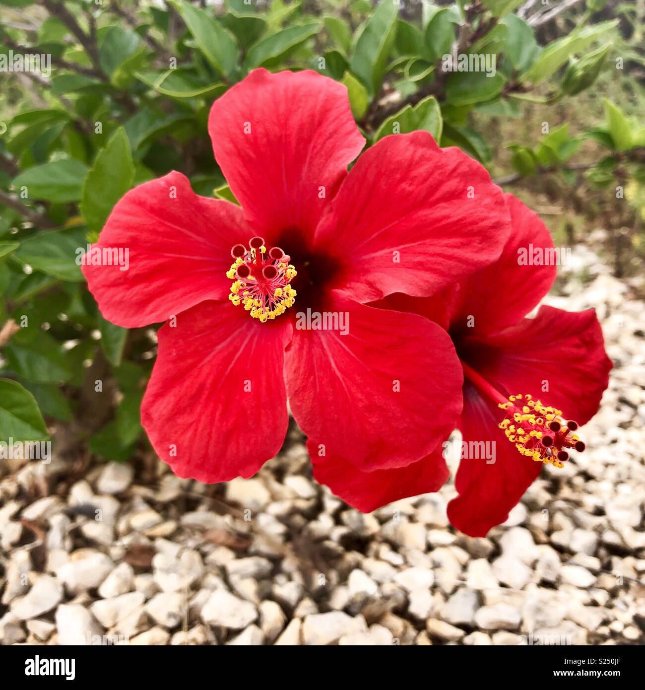 Zwei rote Hibiscuses Blumen in Spanien mit weissen Steinen hinter und gelben Staubgefäßen. Stockfoto