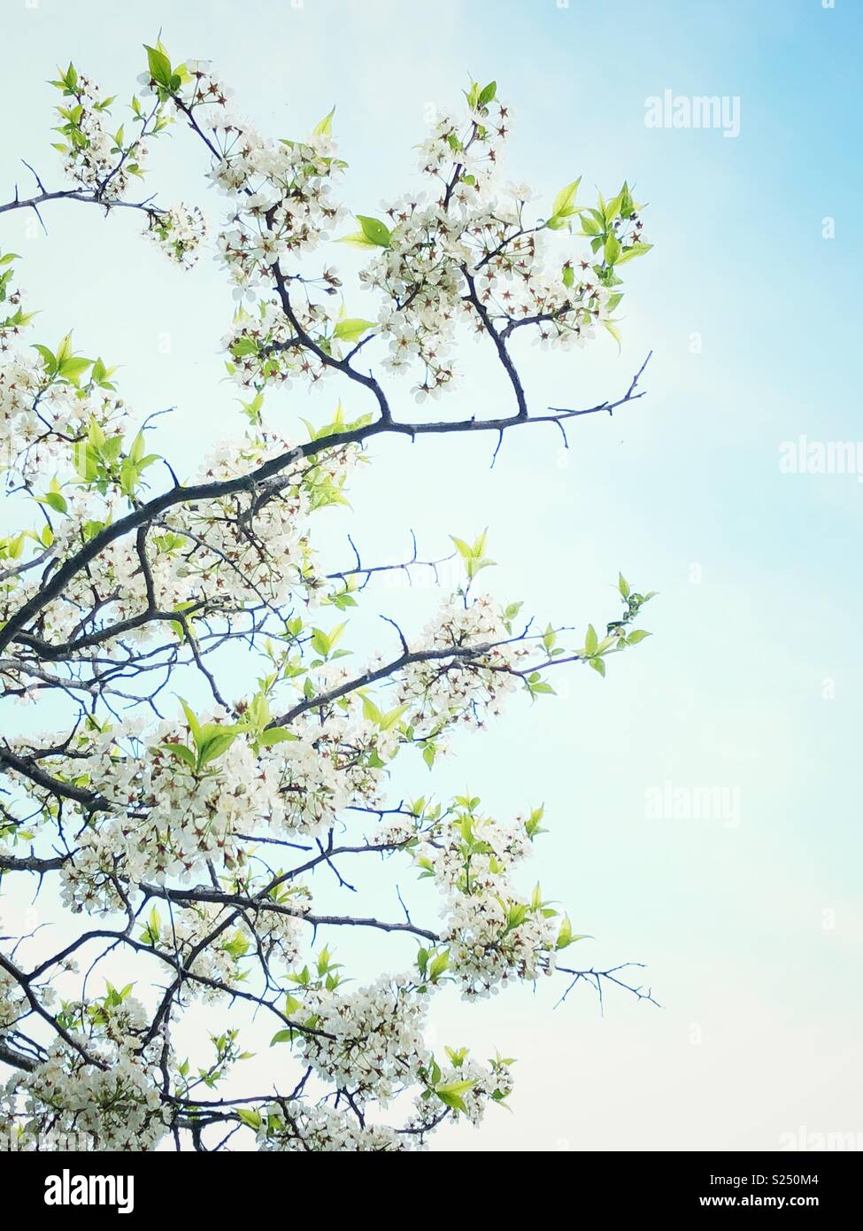 Weiß Apple tree Blüten auf Zweige eines Baumes mit hellen Himmel Hintergrund Stockfoto