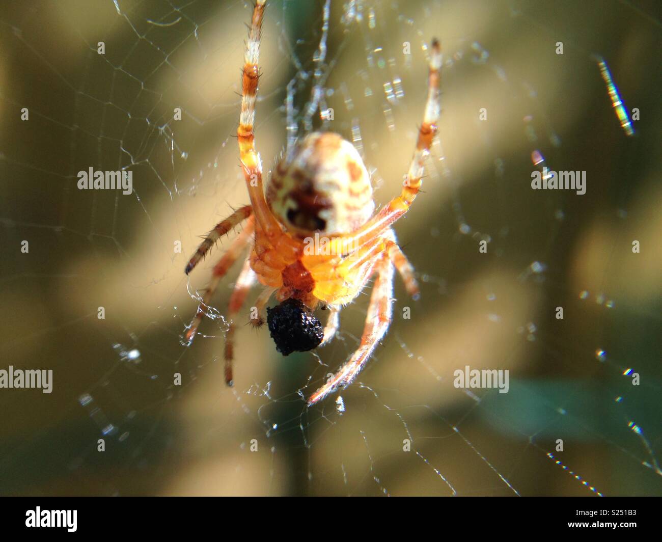 Kreuzspinne auf einer Webseite Stockfoto