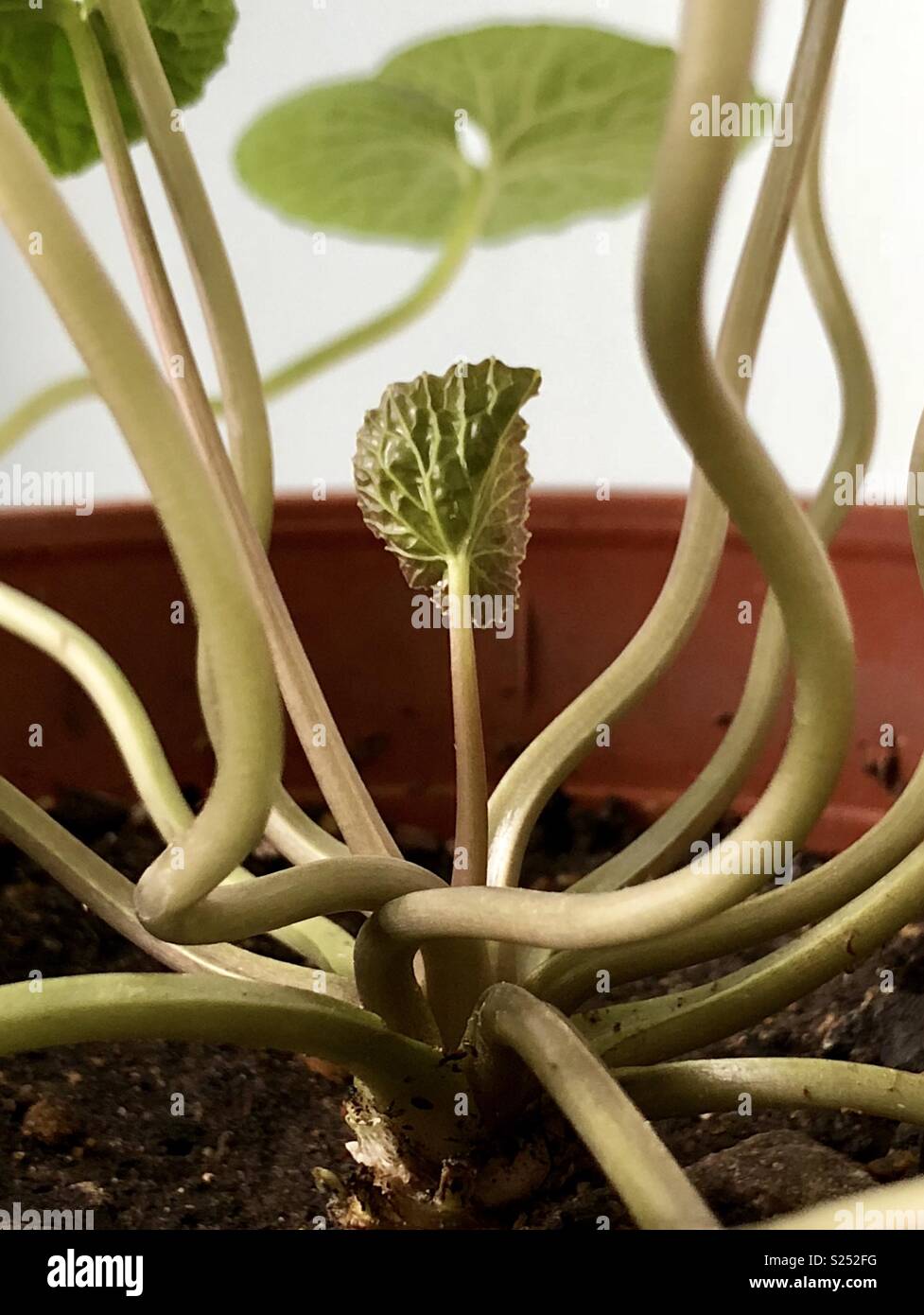 Wasabi Pflanze neue Blätter im Topf Stockfotografie - Alamy